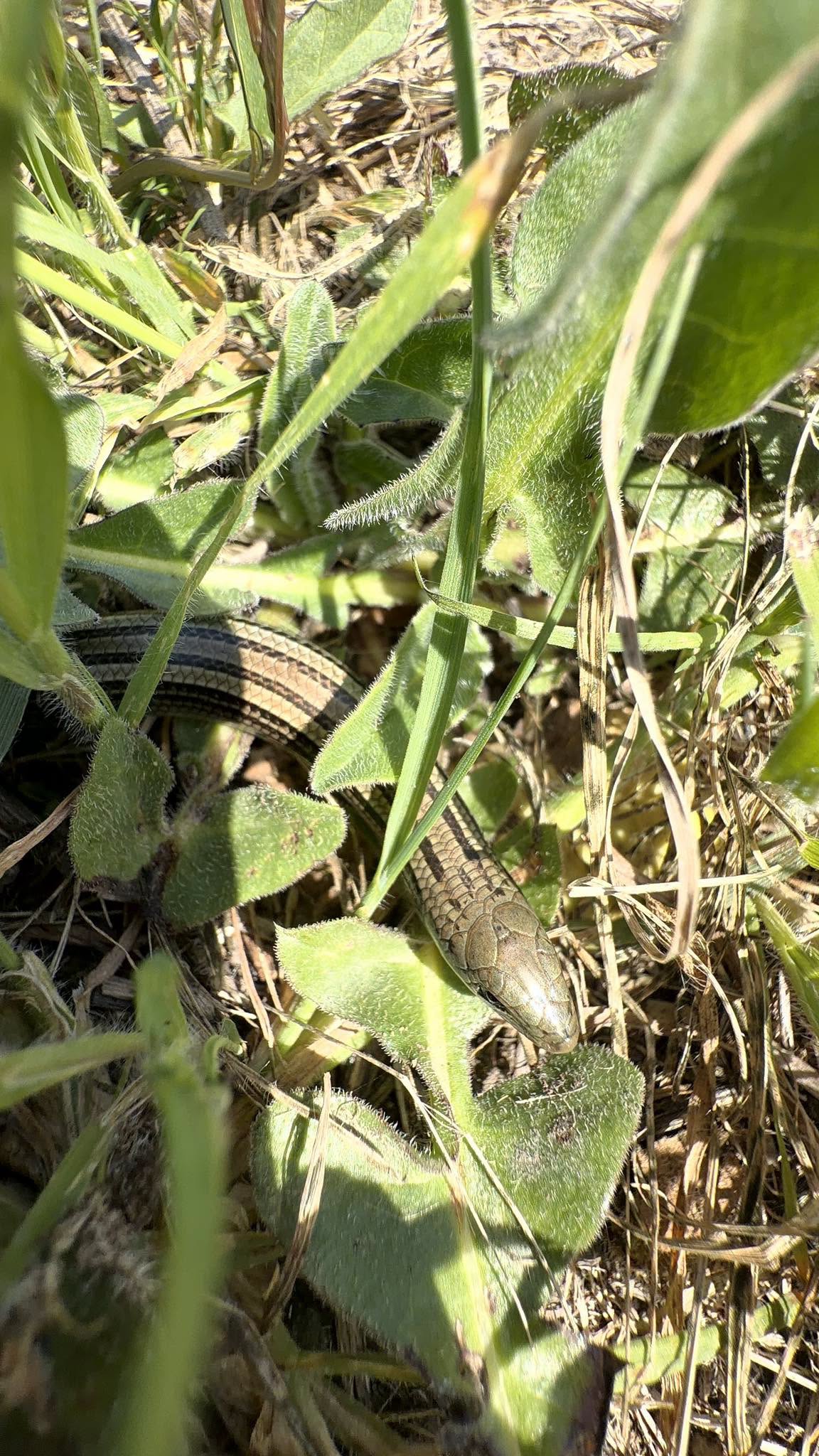 Orbettino e luscengola: due lucertole 